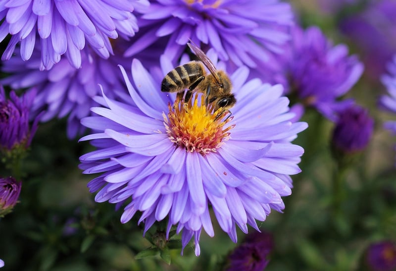 Bee-Friendly Plants