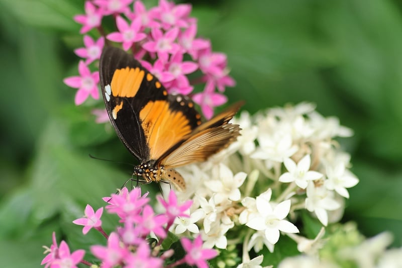 Butterfly Habitats
