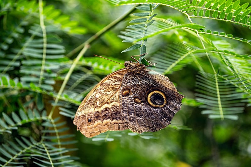 Butterfly Habitat