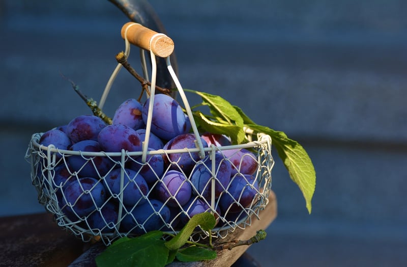 Hanging Basket Garden