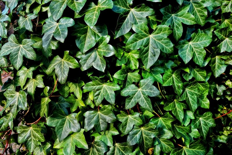 Trellis Garden